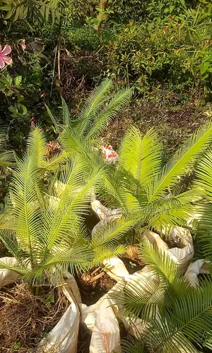 Cycads Indoor and Outdoor