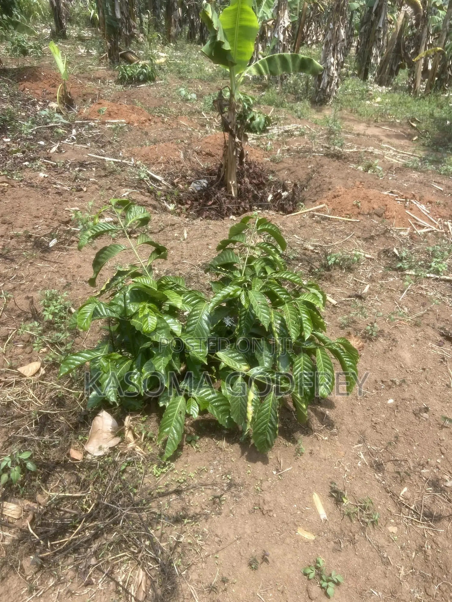 Kasoma Estate