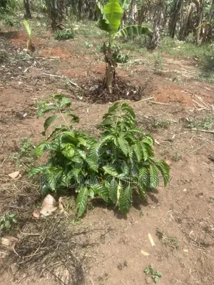 Kasoma Estate