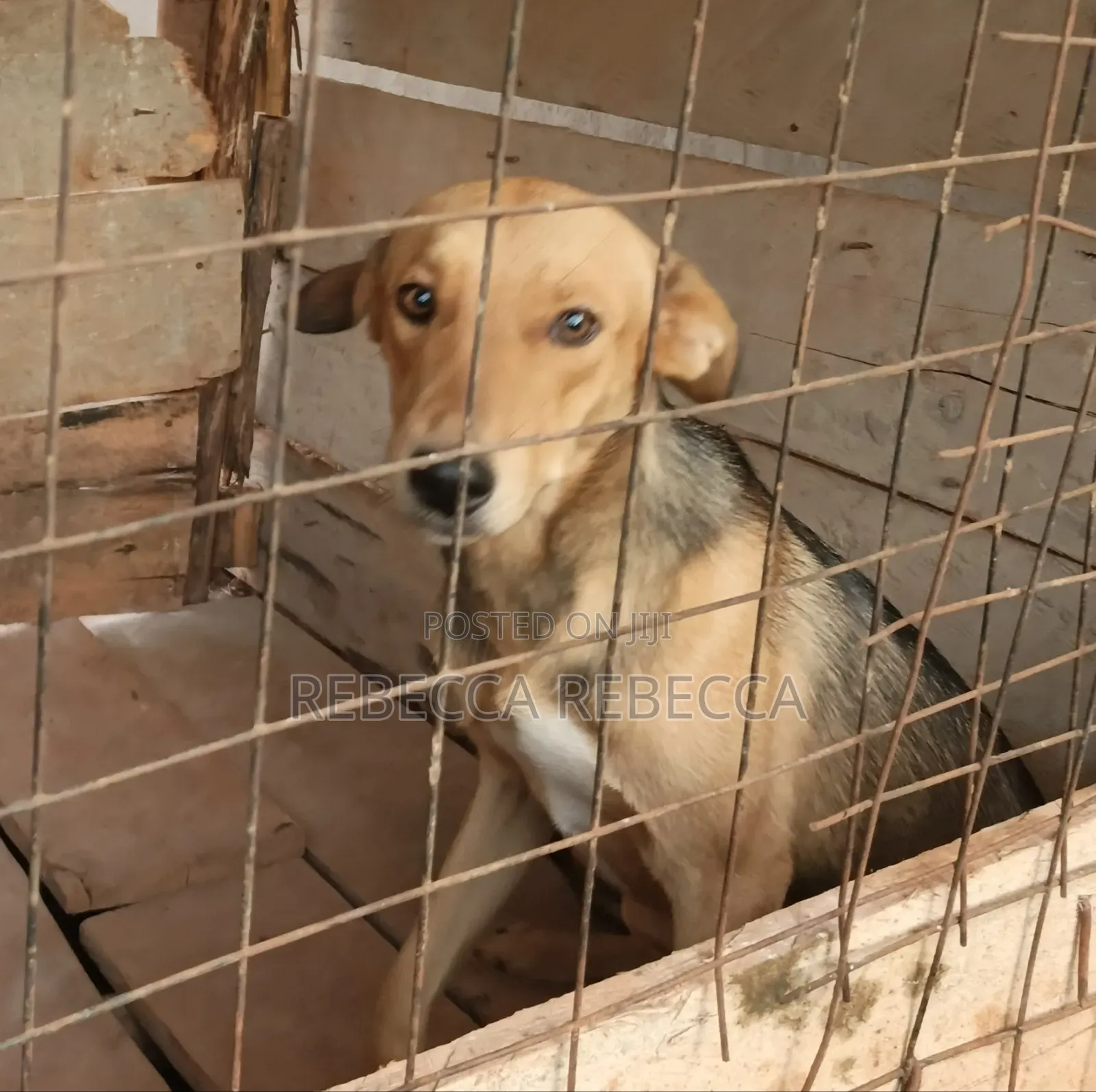 1+ year Female Mixed Breed Dog