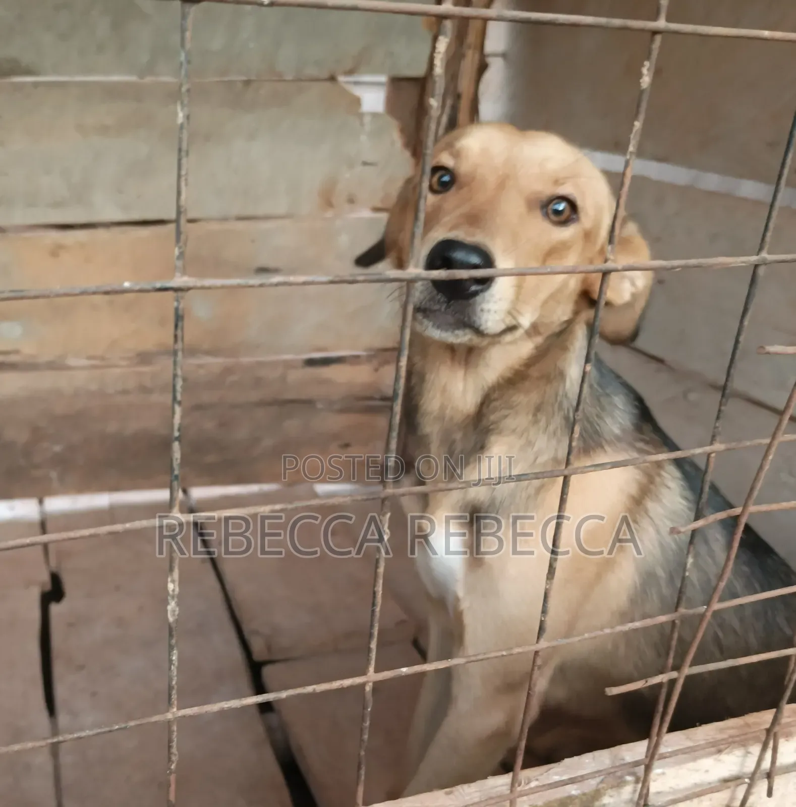 1+ year Female Mixed Breed Dog