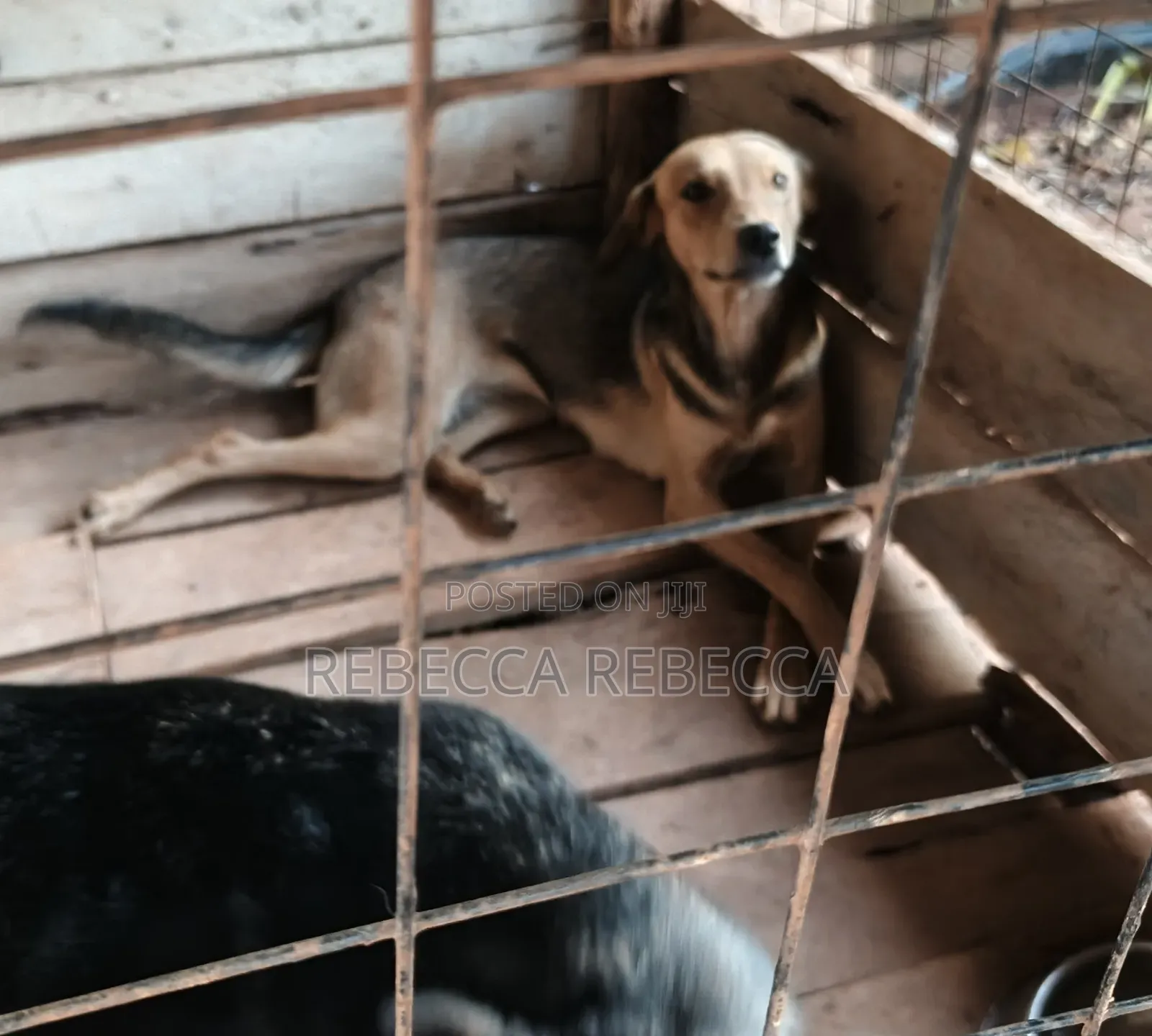 1+ year Female Mixed Breed Dog