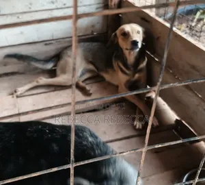 1+ year Female Mixed Breed Dog