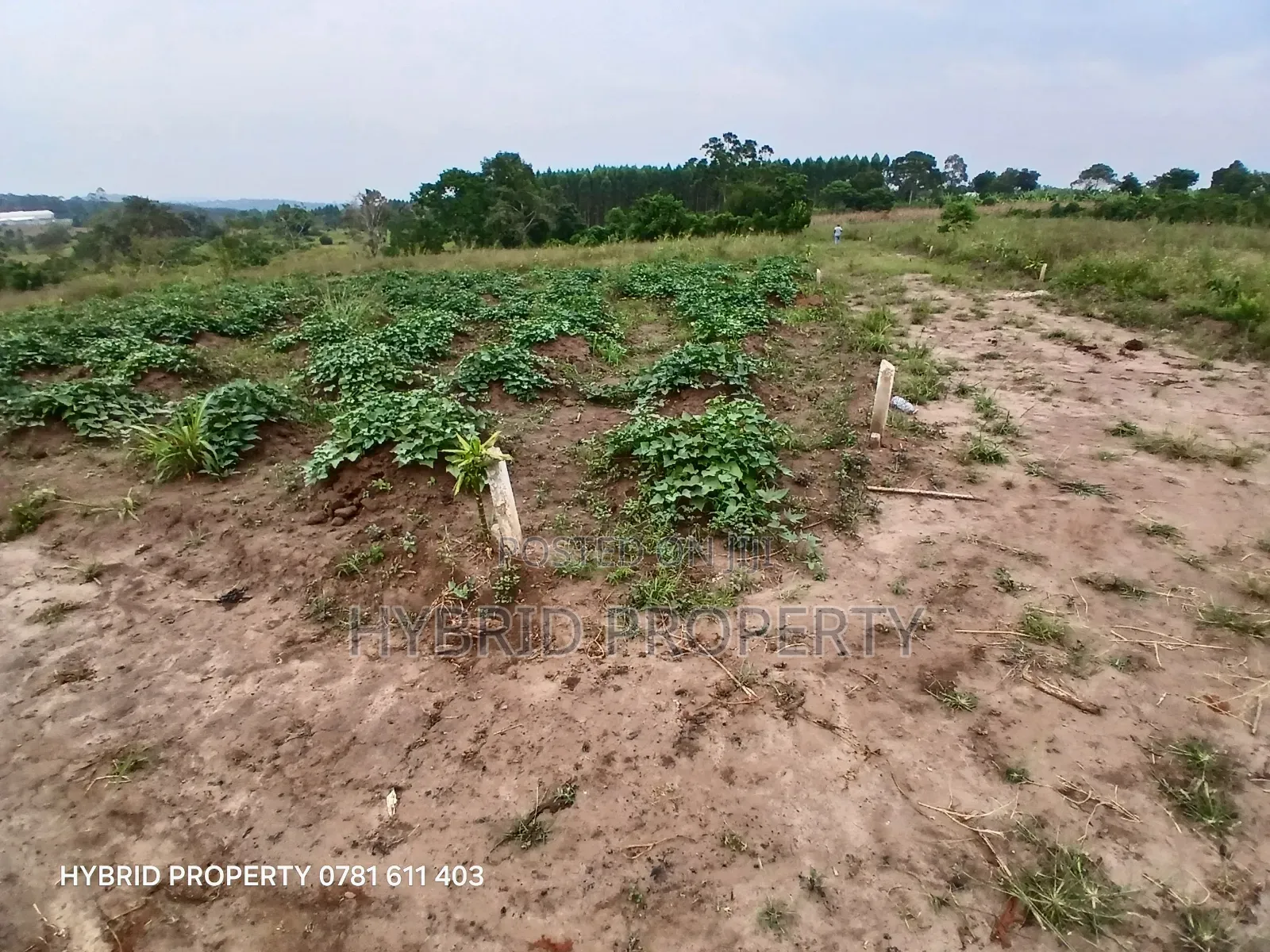 Prime Plots For Sale At Namayumba~Kyampisi Kulya Show Estate~Hoima Rd.