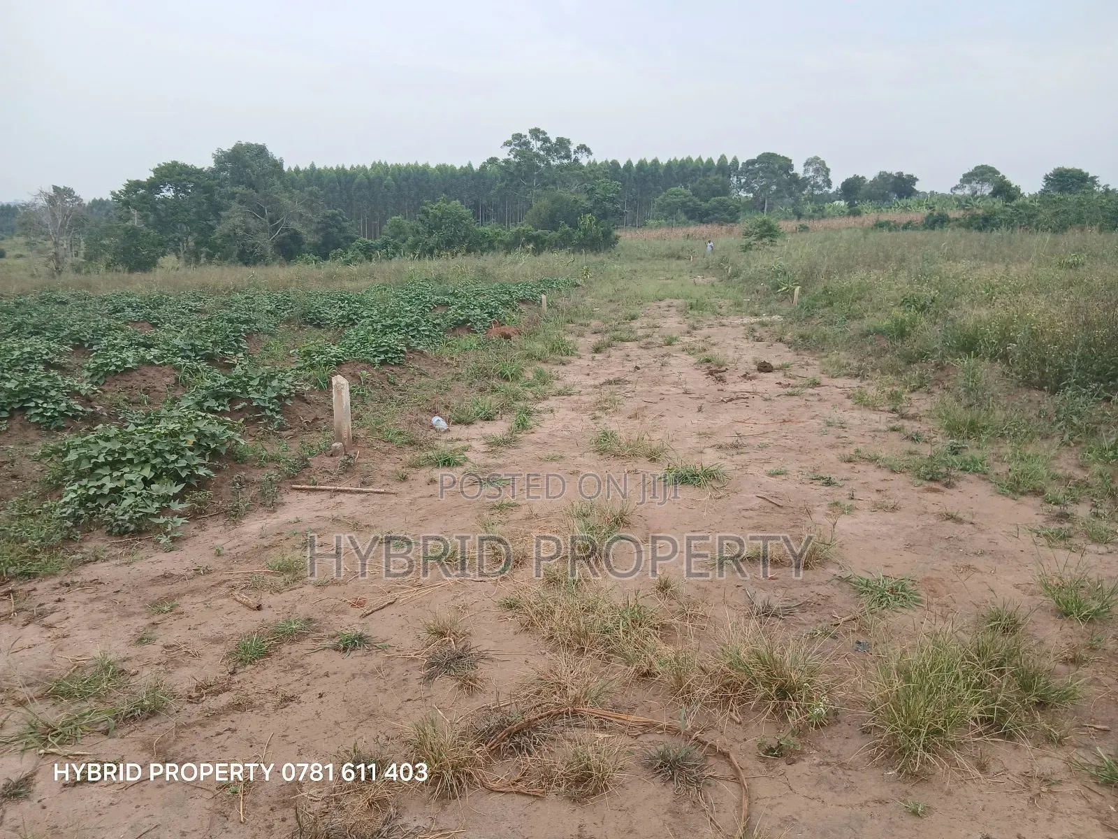 Prime Plots For Sale At Namayumba~Kyampisi Kulya Show Estate~Hoima Rd.