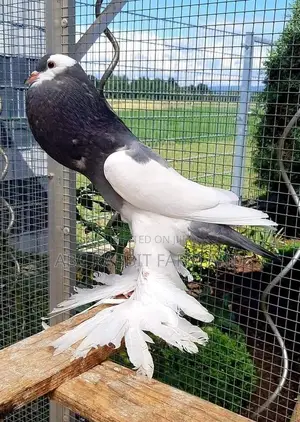 Reverse Wing Pouter Pigeon