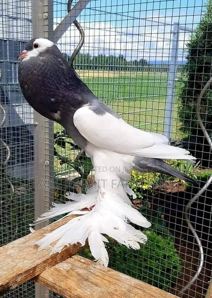 Reverse Wing Pouter Pigeon