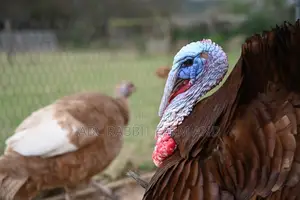 Red Bourbon Turkey Male | Red Turkey Male