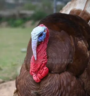 Red Bourbon Turkey Male | Red Turkey Male