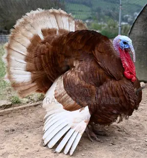 Red Bourbon Turkey Male | Red Turkey Male