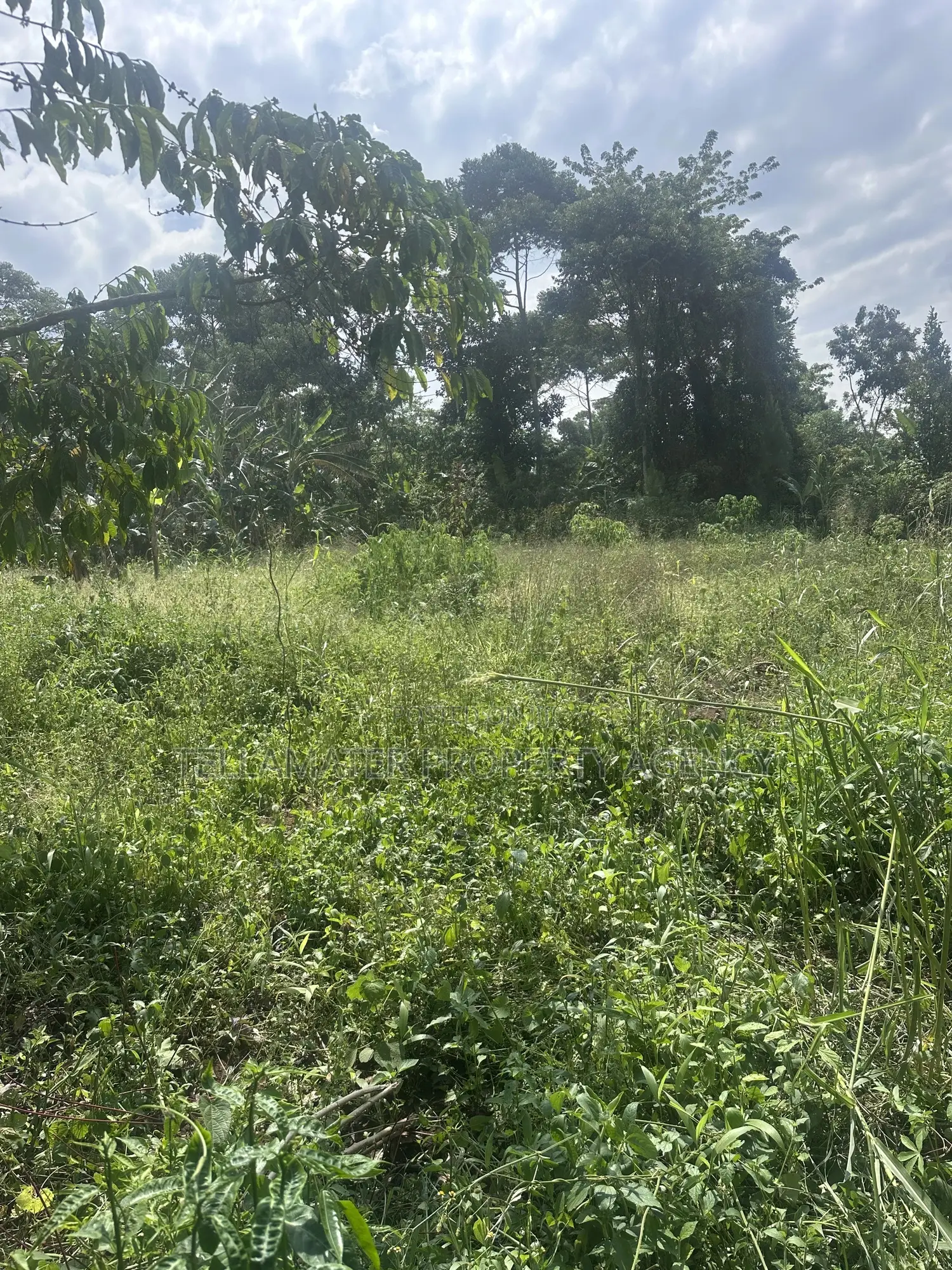 50*100ft Plots With Ready Titles for Sale at Nakifuma-Kakinzi