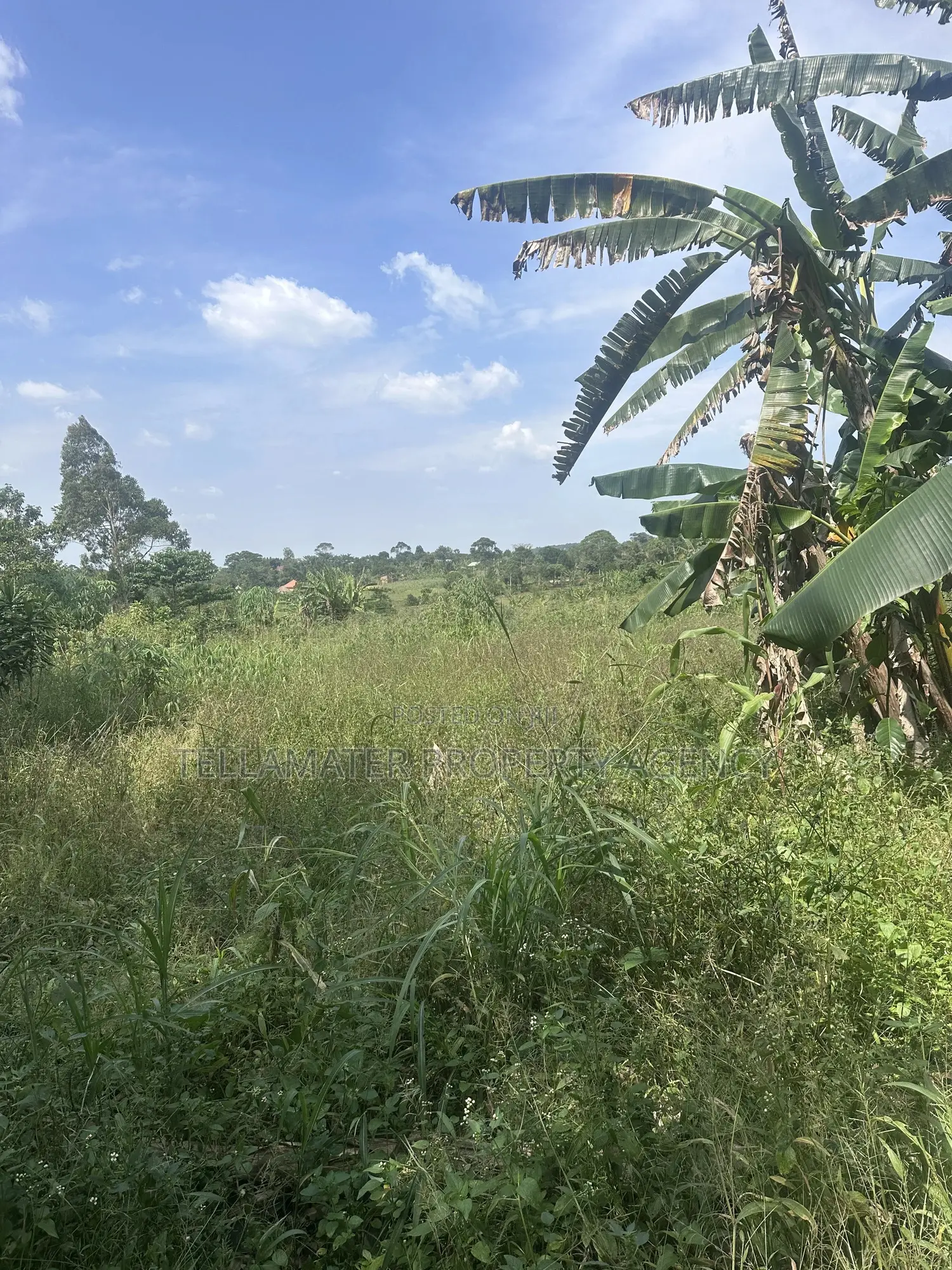 50*100ft Plots With Ready Titles for Sale at Nakifuma-Kakinzi