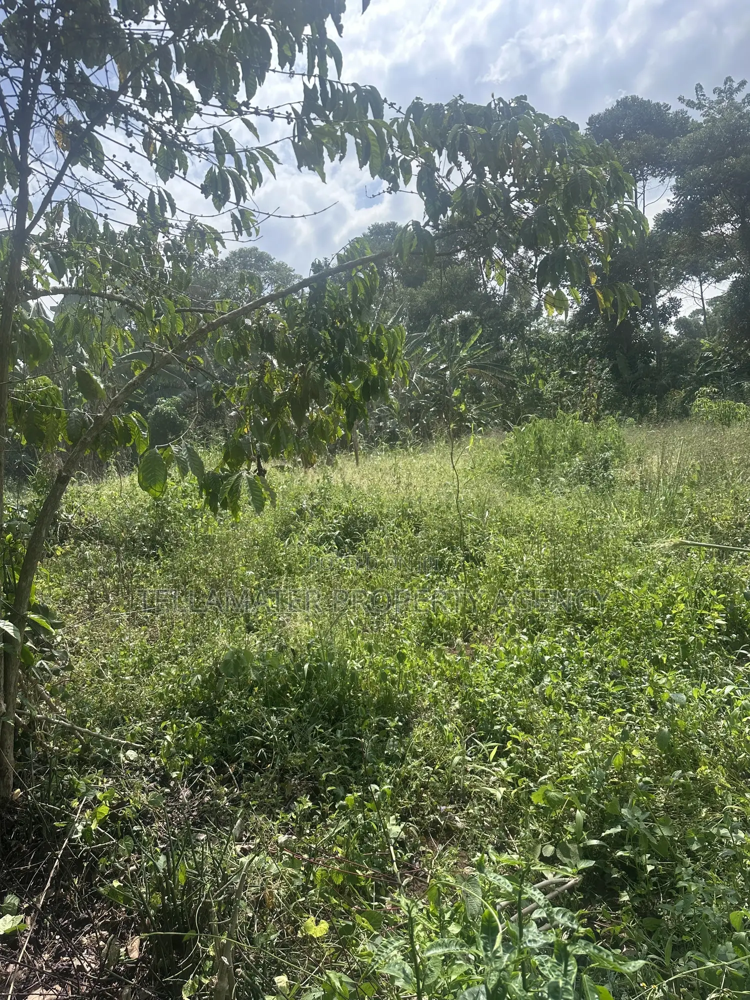 50*100ft Plots With Ready Titles for Sale at Nakifuma-Kakinzi