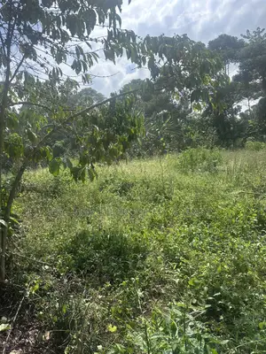 50*100ft Plots With Ready Titles for Sale at Nakifuma-Kakinzi