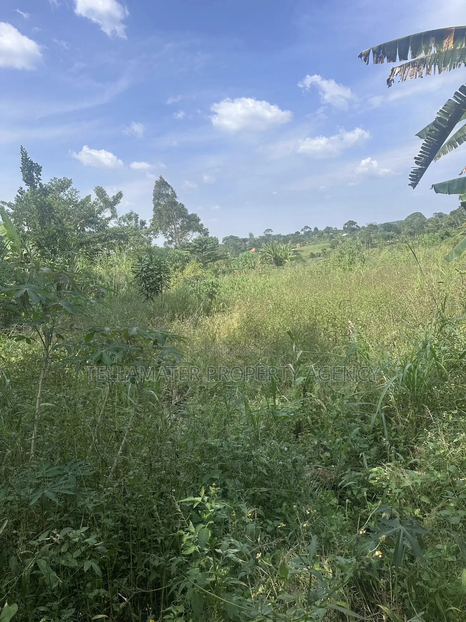 50*100ft Plots With Ready Titles for Sale at Nakifuma-Kakinzi