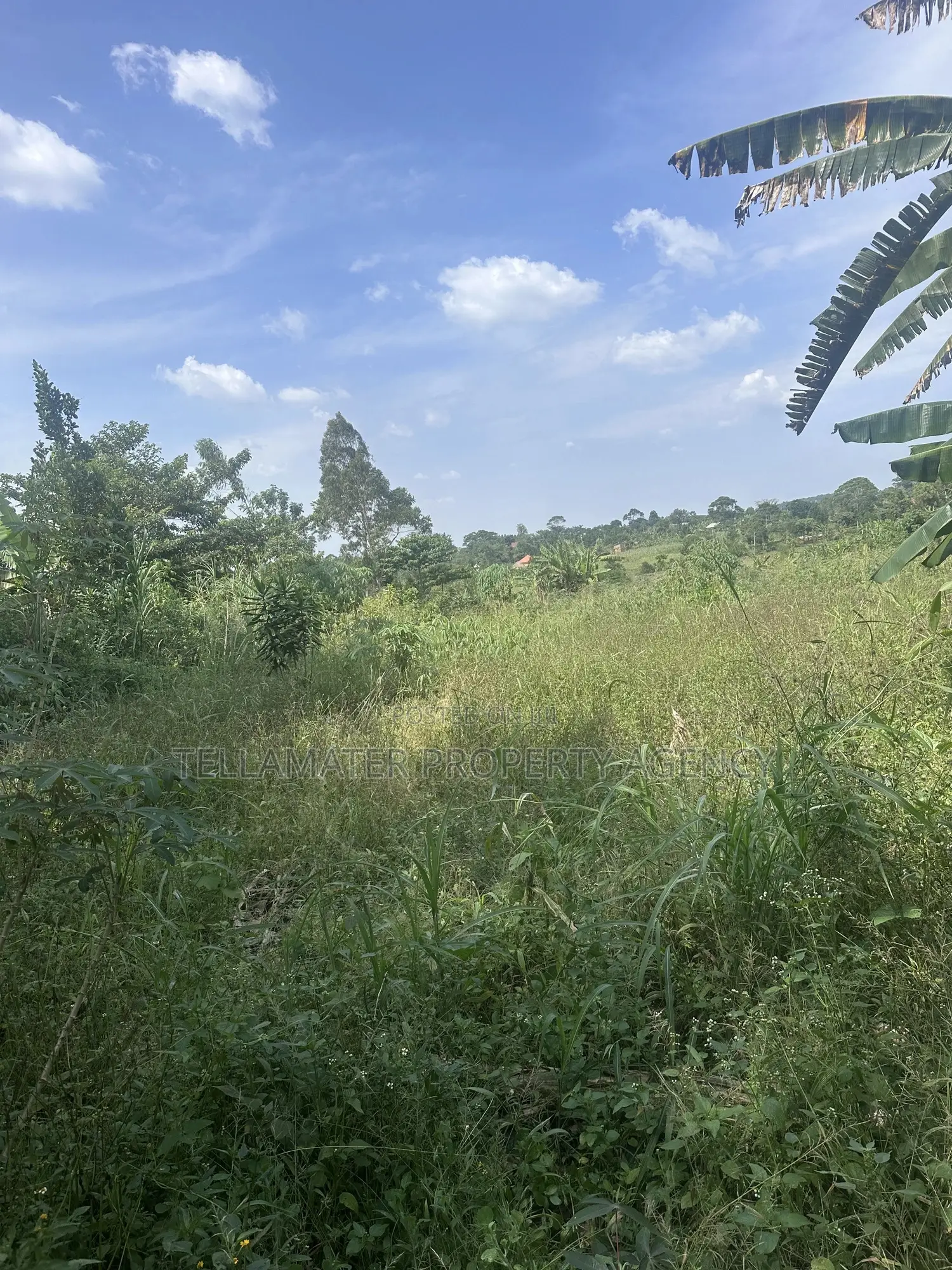 50*100ft Plots With Ready Titles for Sale at Nakifuma-Kakinzi