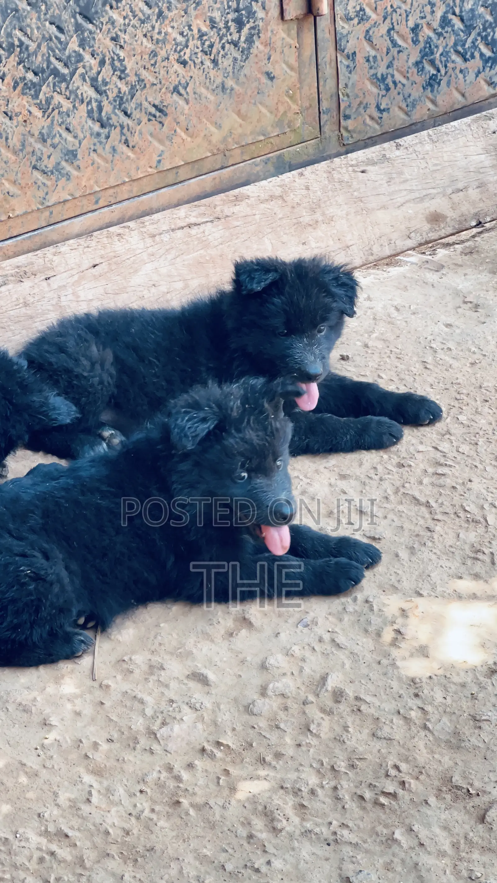1-3 months Male Purebred German Shepherd