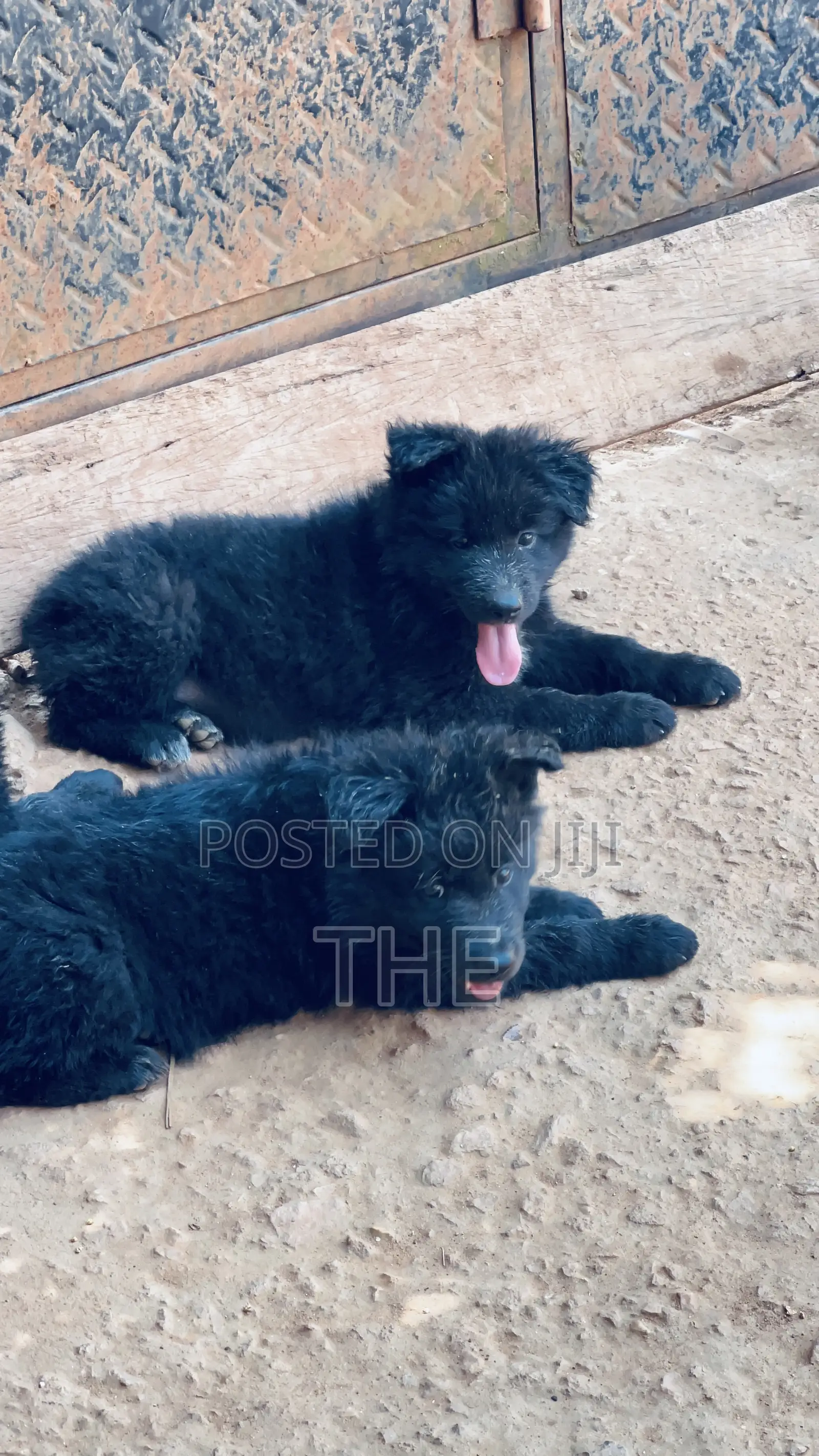 1-3 months Male Purebred German Shepherd