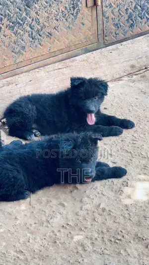 1-3 months Male Purebred German Shepherd