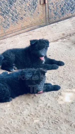 1-3 months Male Purebred German Shepherd