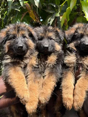 1-3 months Male Purebred German Shepherd