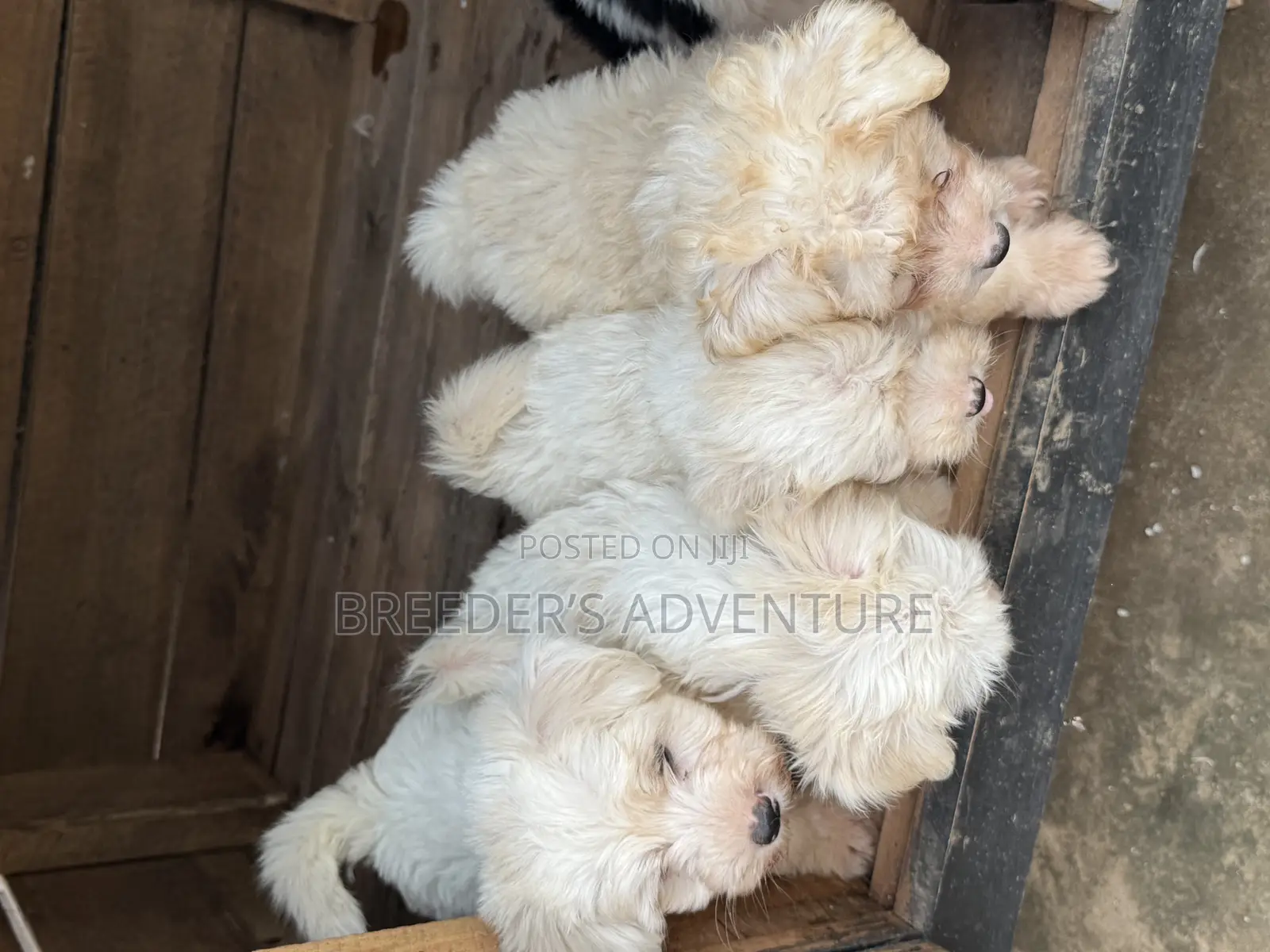1-3 months Male Purebred Maltese