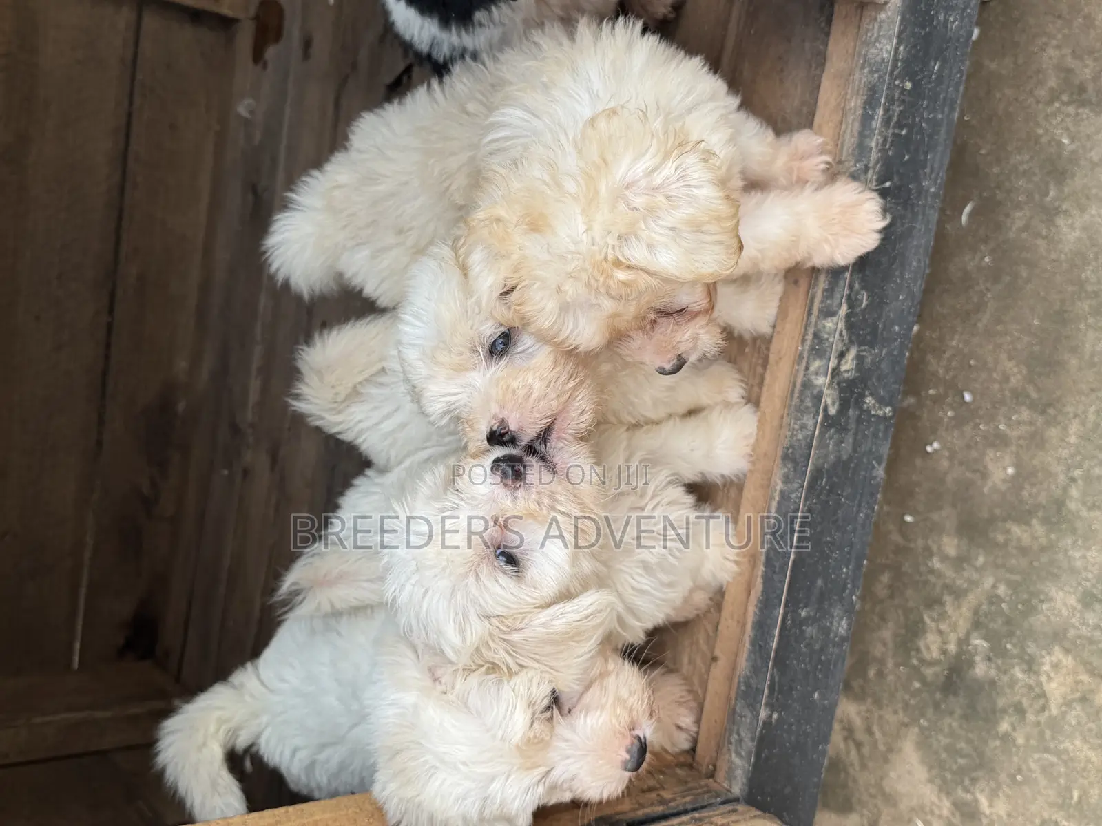 1-3 months Male Purebred Maltese