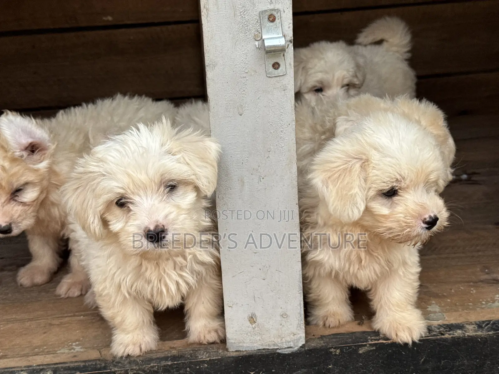 1-3 months Male Purebred Maltese
