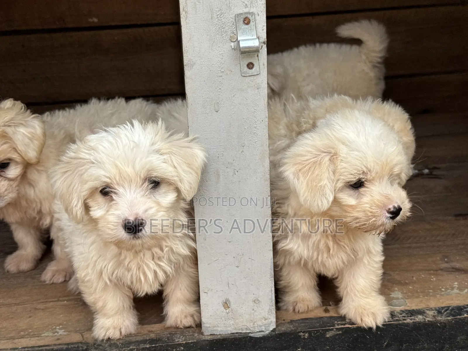 1-3 months Male Purebred Maltese
