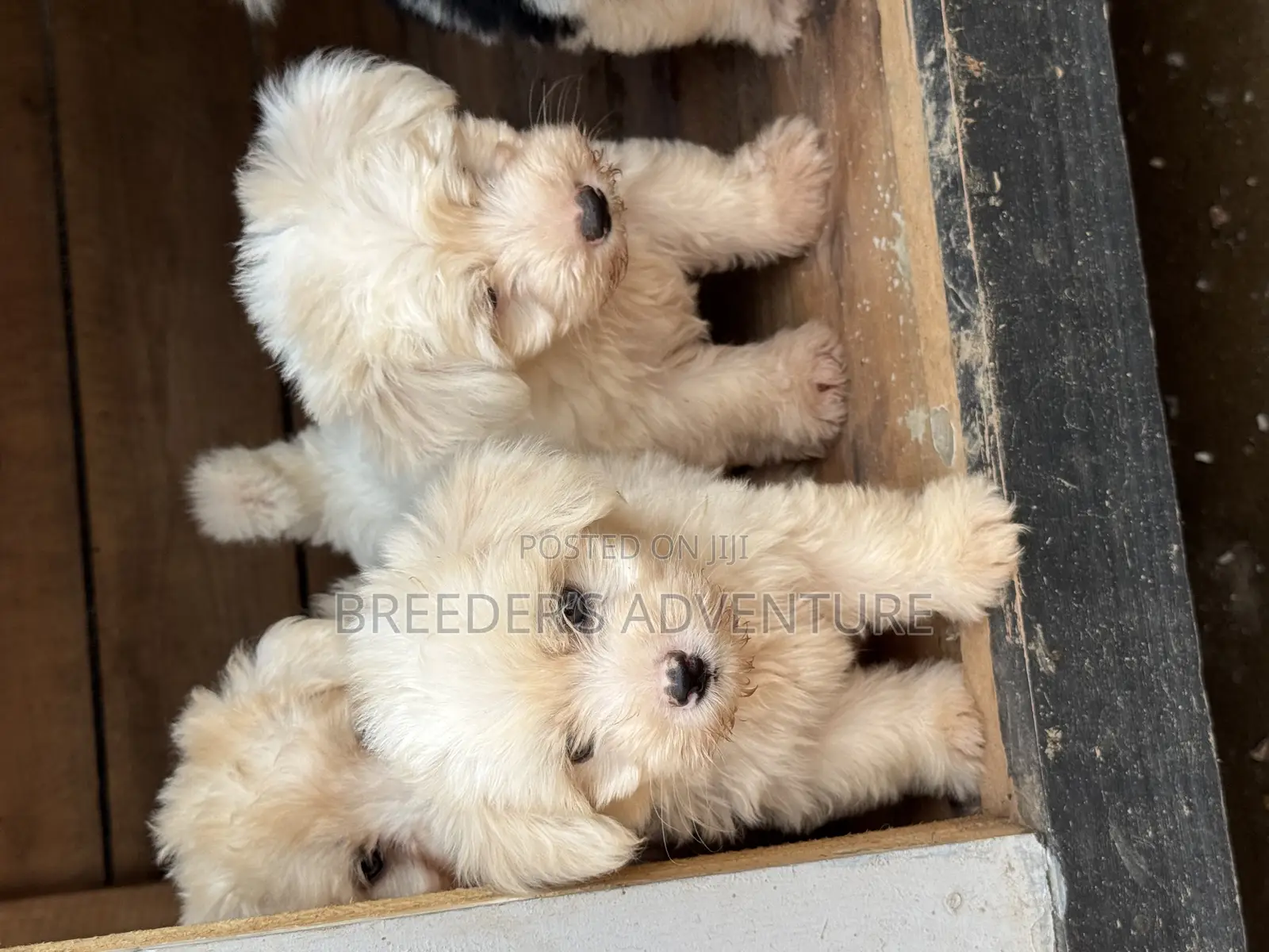 1-3 months Female Purebred Maltese