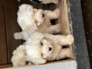 1-3 months Female Purebred Maltese