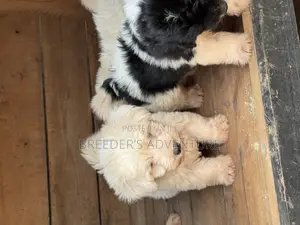1-3 months Female Purebred Maltese
