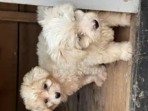 1-3 months Female Purebred Maltese