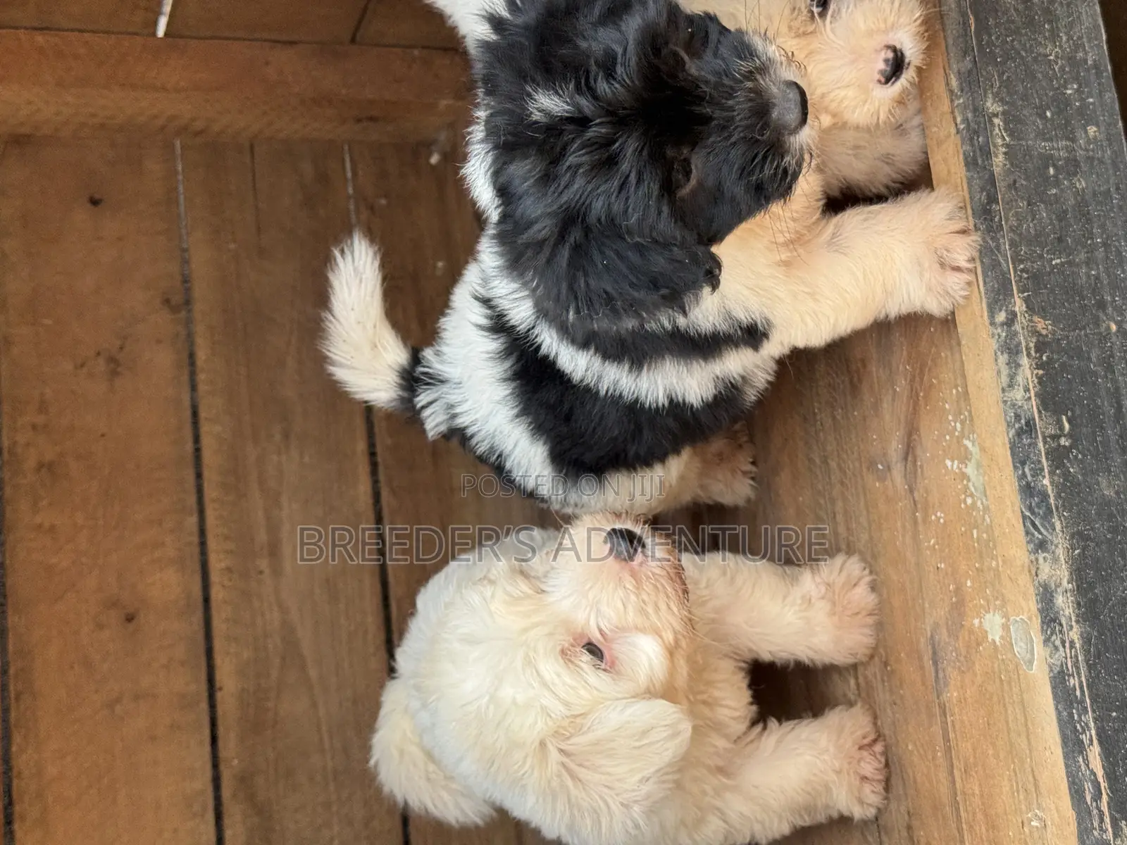 1-3 months Female Purebred Maltese
