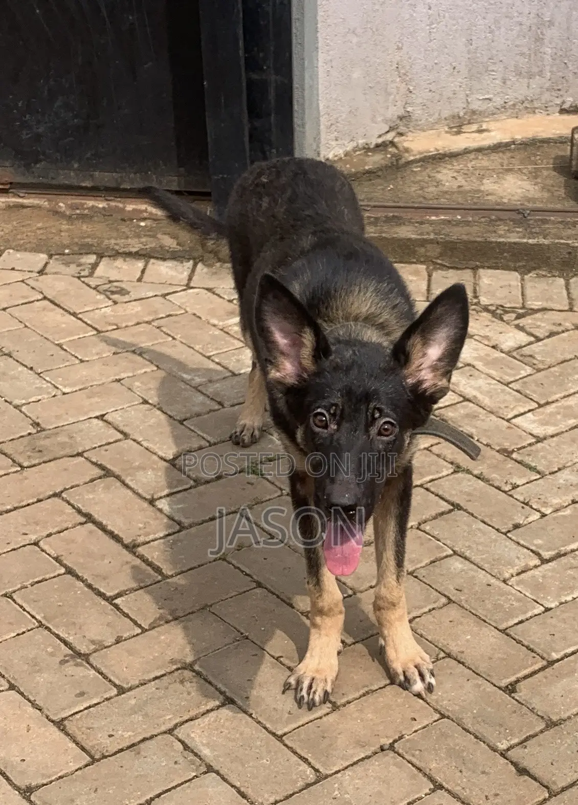 6-12 months Female Purebred German Shepherd