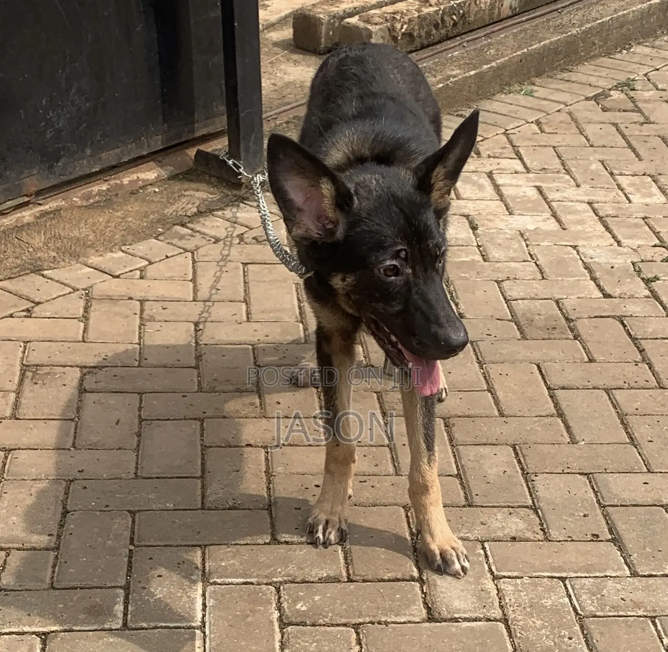 6-12 months Female Purebred German Shepherd