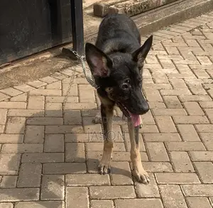 6-12 months Female Purebred German Shepherd