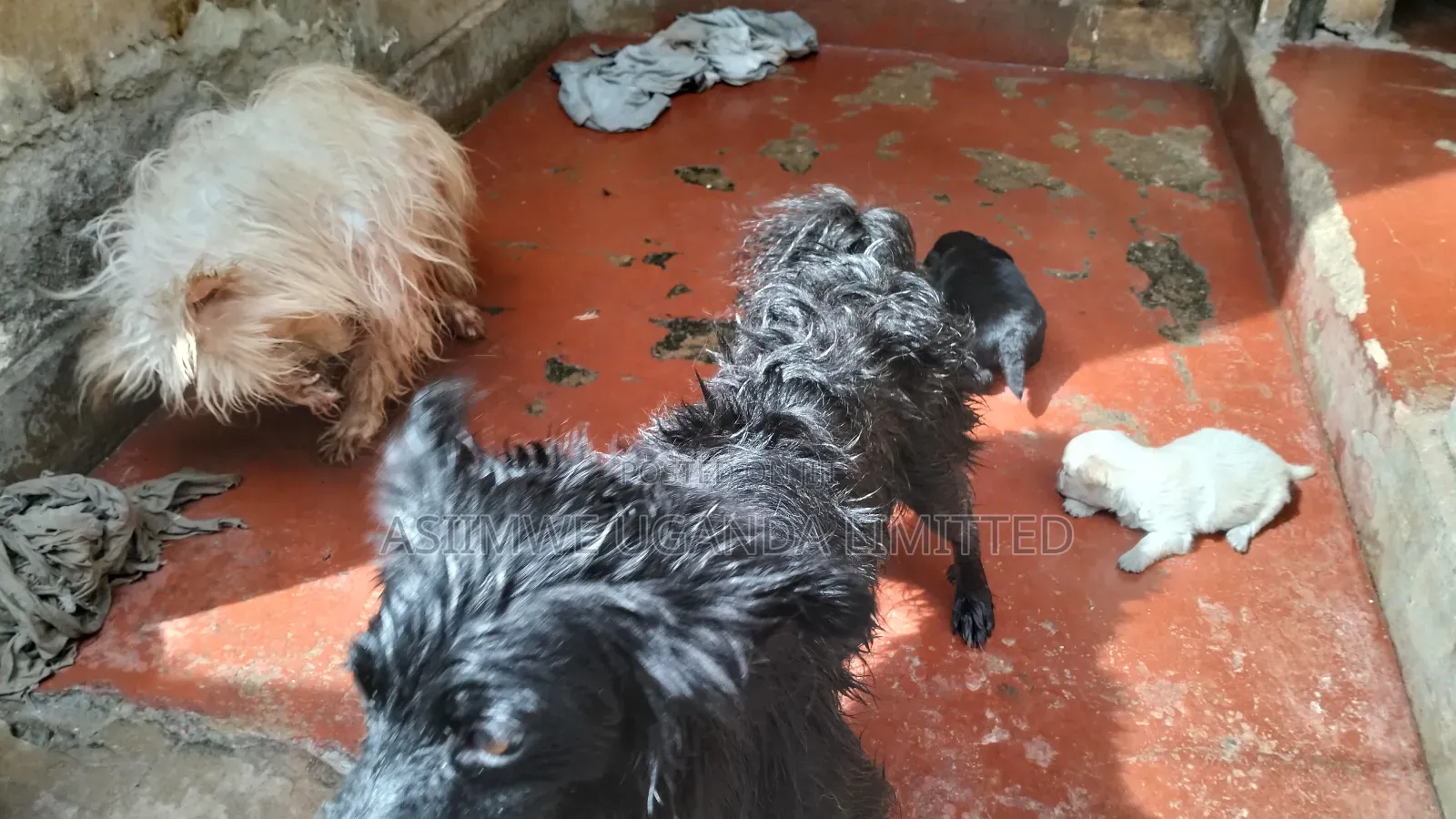 0-1 month Male Mixed Breed Maltese