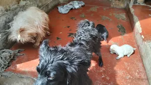 0-1 month Male Mixed Breed Maltese