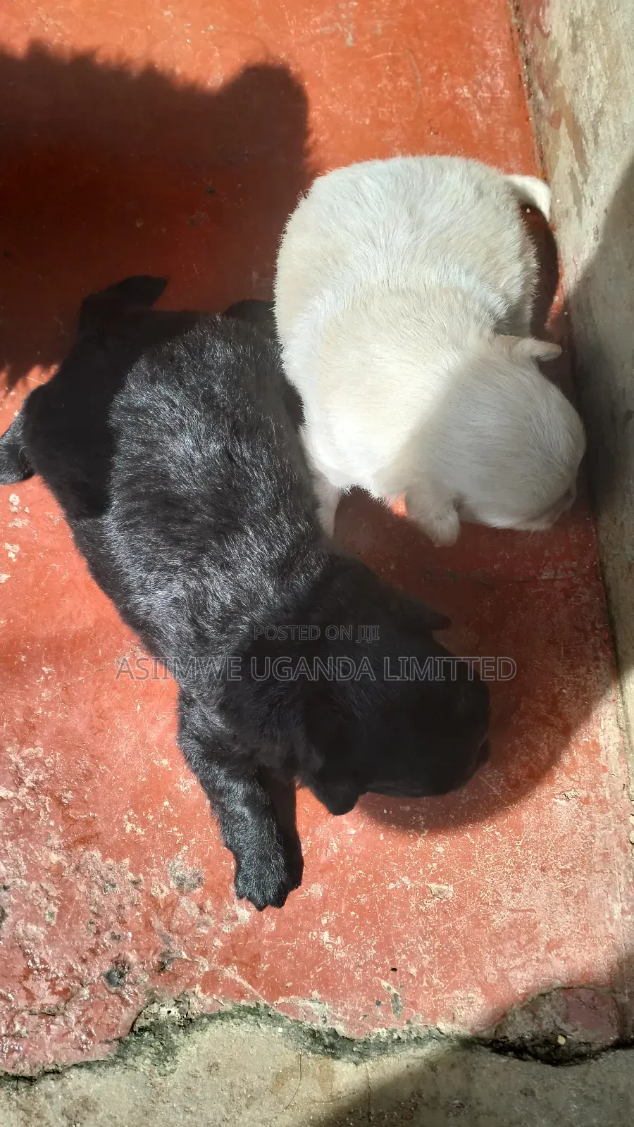 0-1 month Male Mixed Breed Maltese