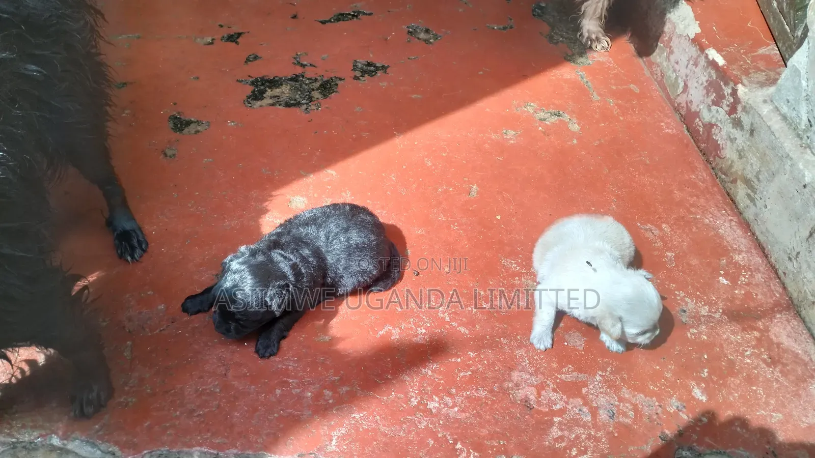 0-1 month Male Mixed Breed Maltese