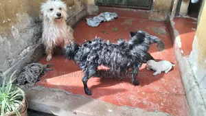 0-1 month Male Mixed Breed Maltese