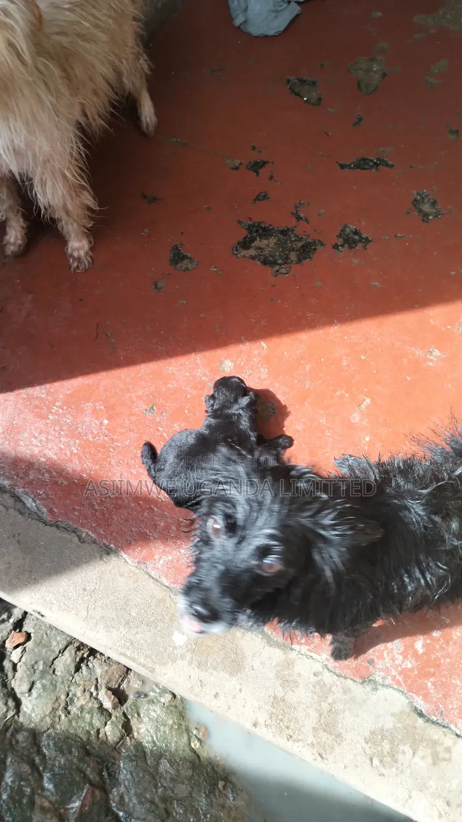 0-1 month Male Mixed Breed Maltese
