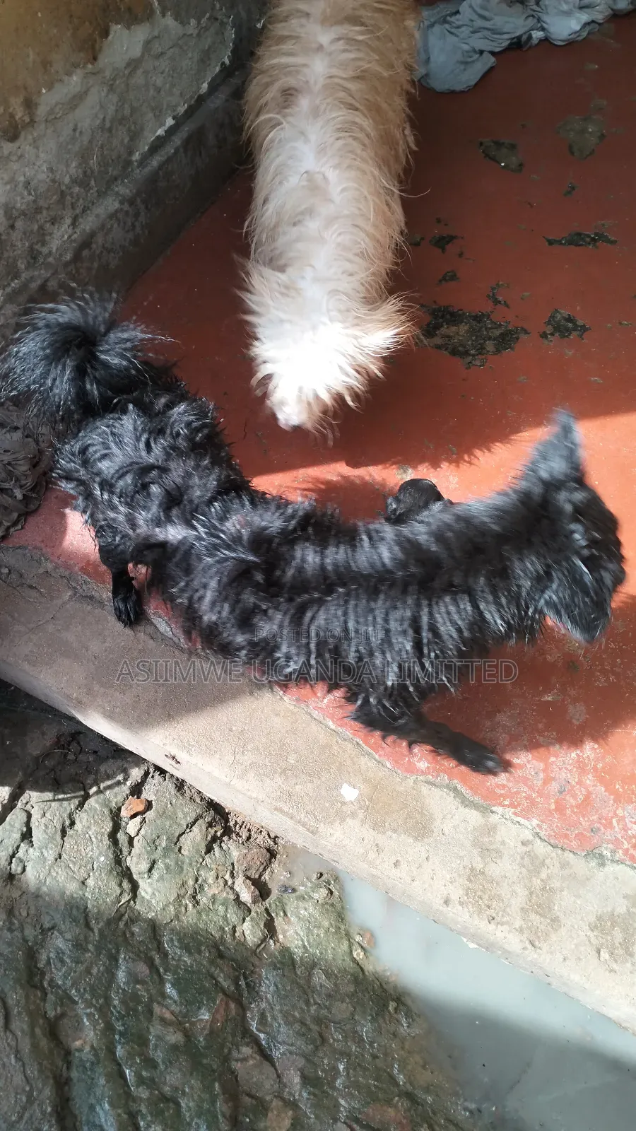 0-1 month Male Mixed Breed Maltese