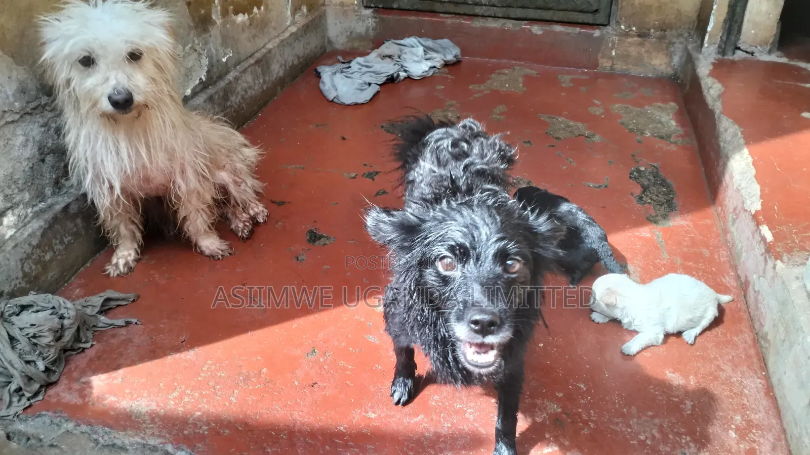 0-1 month Male Mixed Breed Maltese