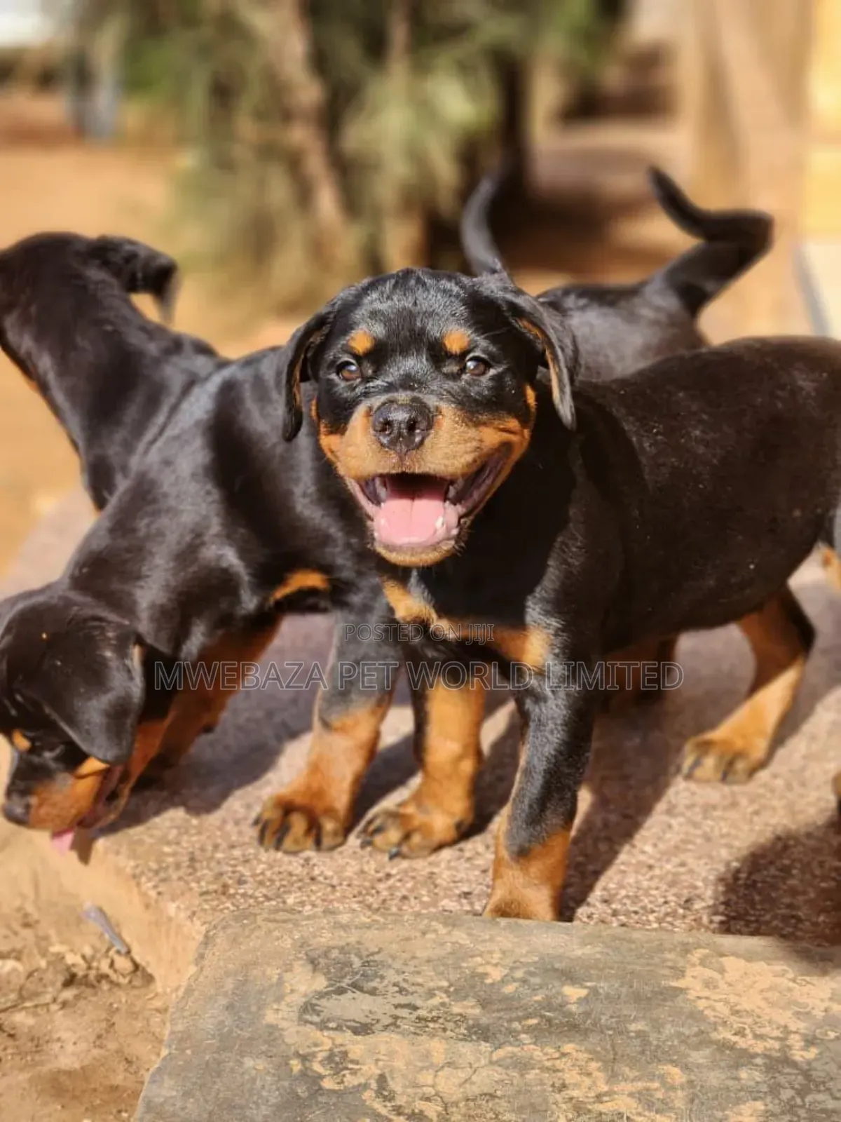 1-3 months Male Purebred Rottweiler