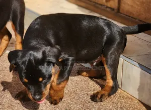 1-3 months Male Purebred Rottweiler