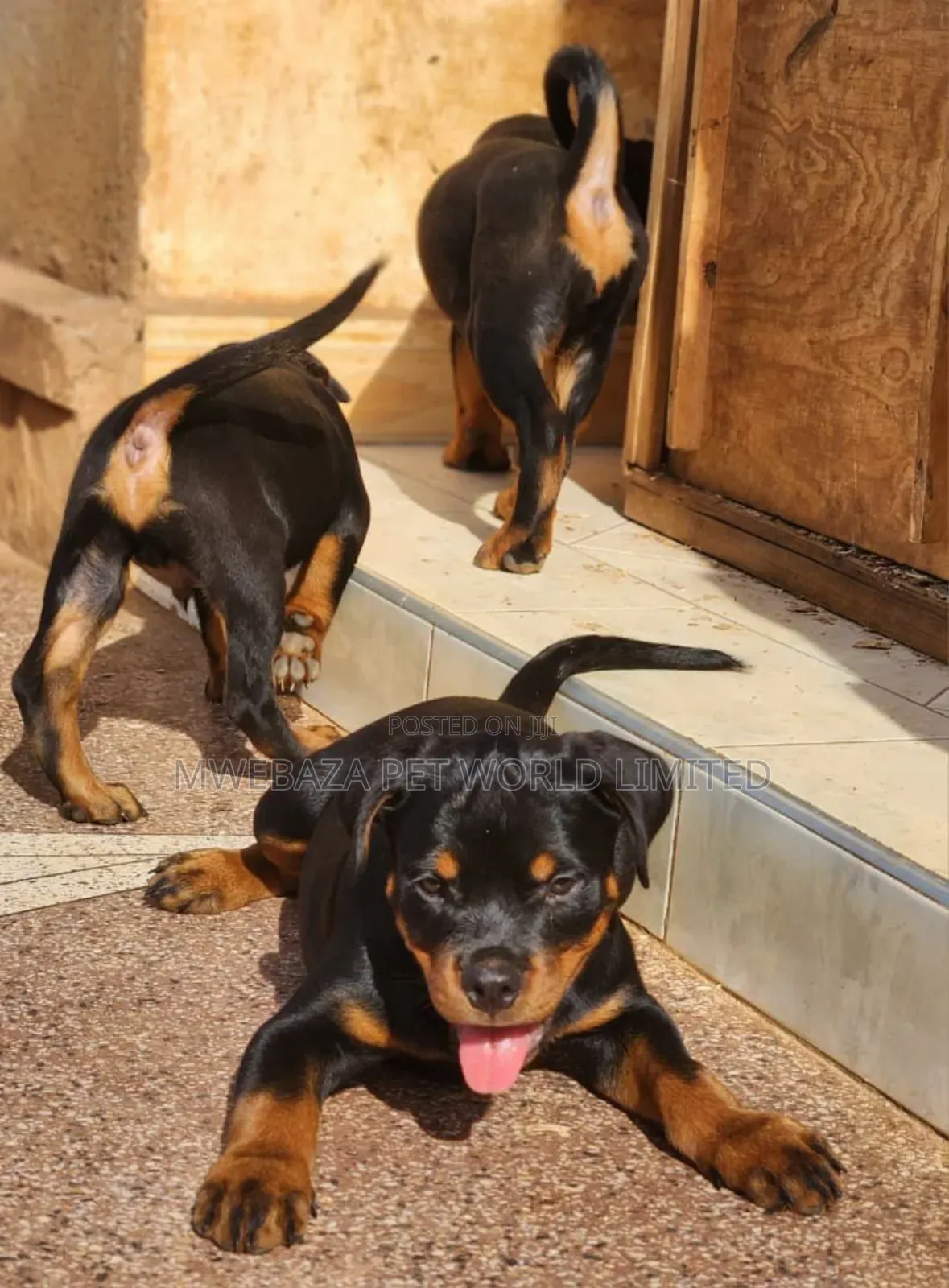 1-3 months Male Purebred Rottweiler