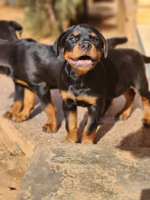 1-3 months Male Purebred Rottweiler