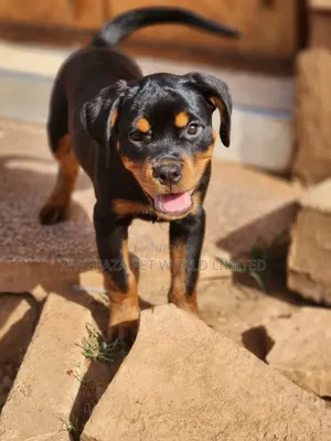 1-3 months Male Purebred Rottweiler